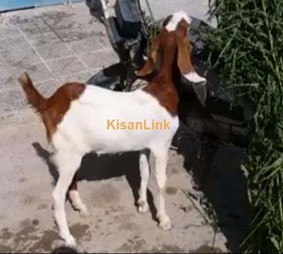 Goat For Sale