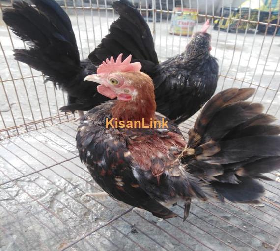 Hens For Sale
