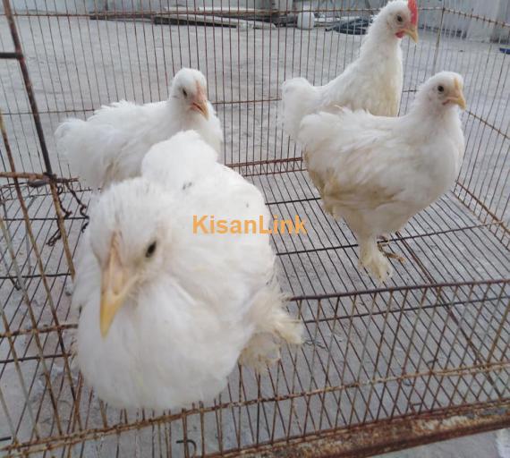Hens For Sale