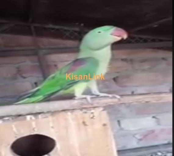 Parrot For Sale