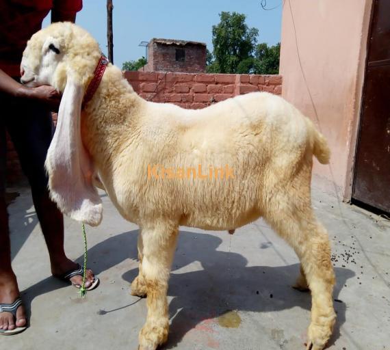Sheep For Sale