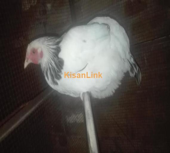 Hens For Sale