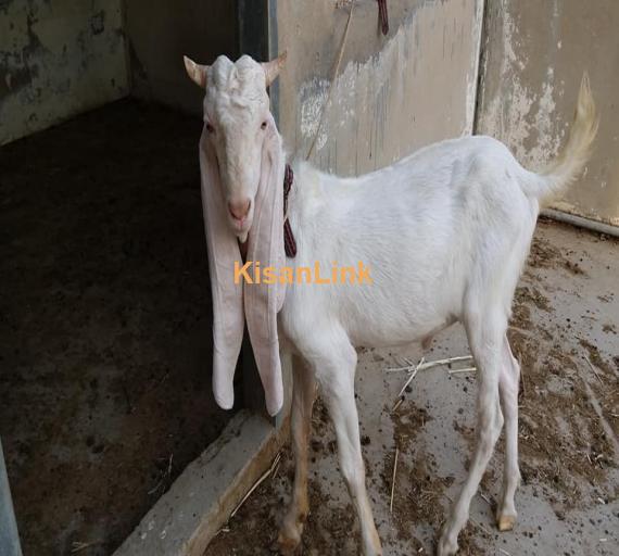 Goat For Sale