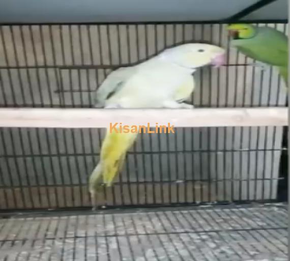 Parrot For Sale