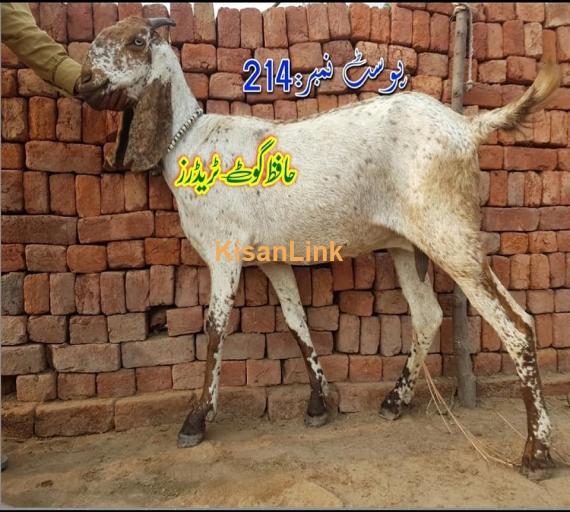 Goat For Sale