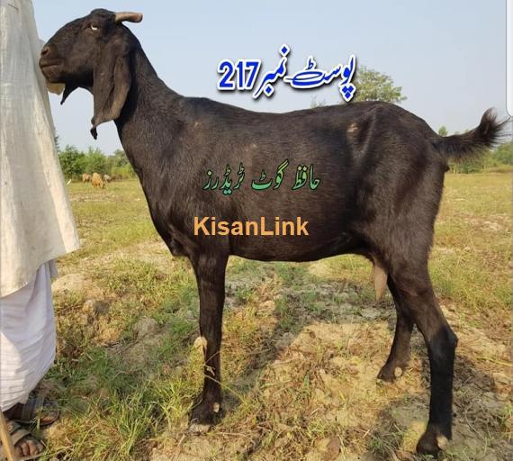 Goat For Sale