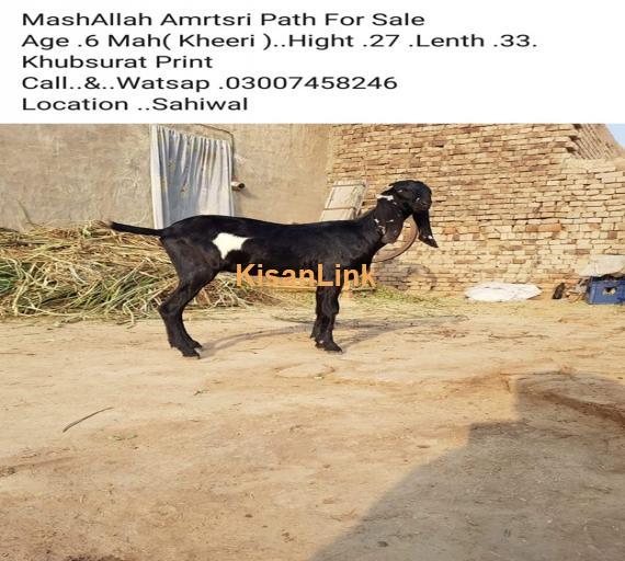 Goat For Sale