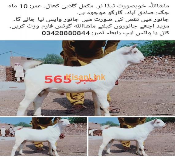 Goat For Sale