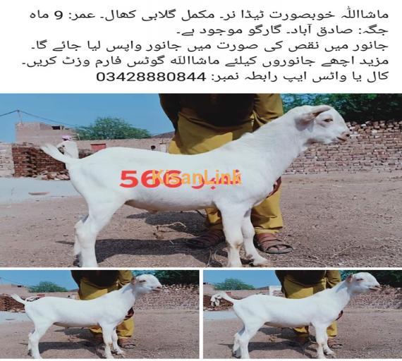 Goat For Sale