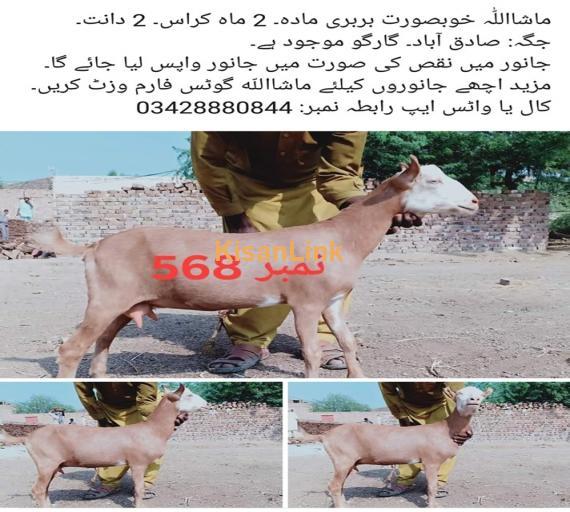 Goat For Sale