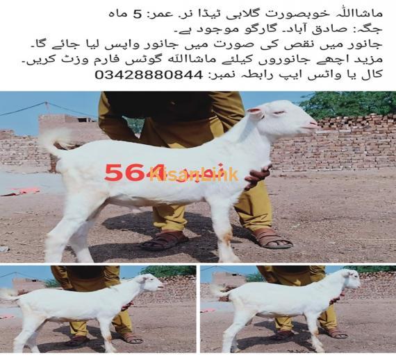 Goat For Sale
