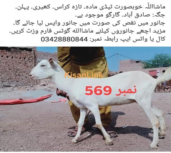 Goat For Sale