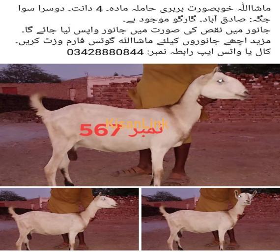 Goat For Sale