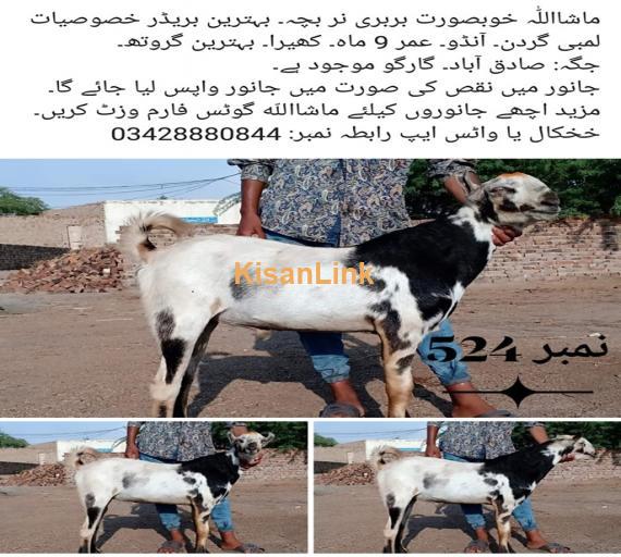 Goat For Sale