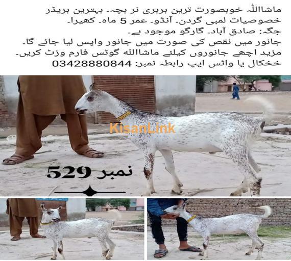Goat For Sale
