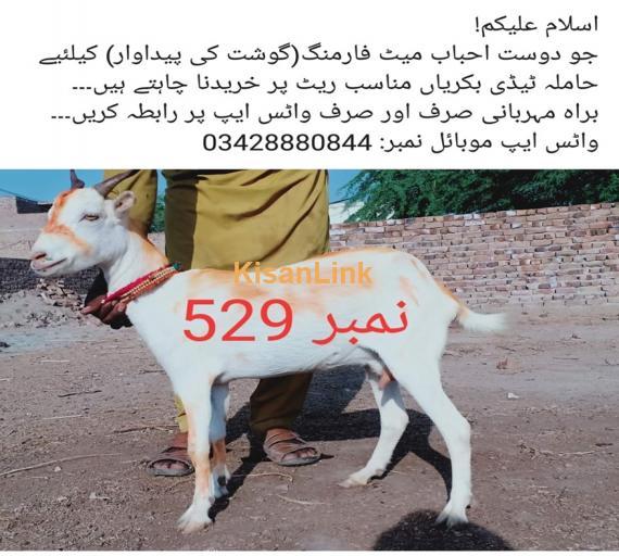Goat For Sale