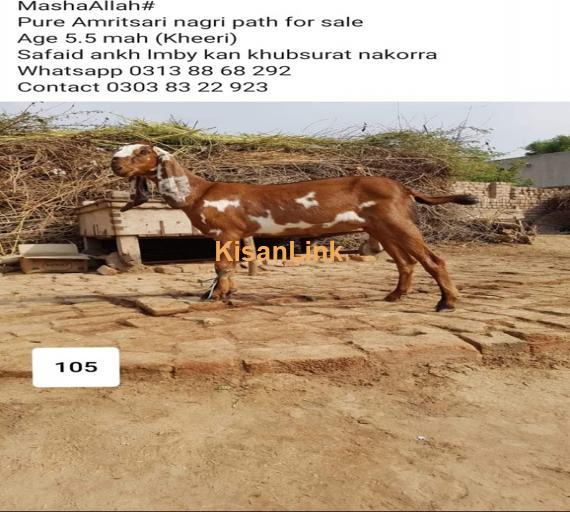 Goat For Sale