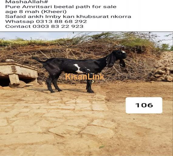 Goat For Sale