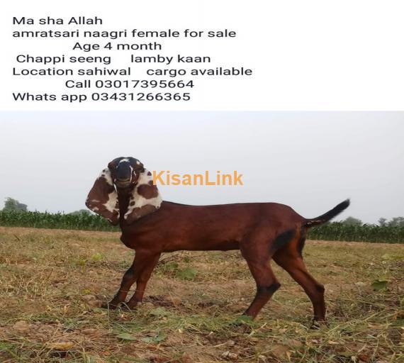 Goat For Sale
