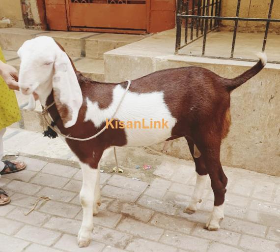Goat For Sale