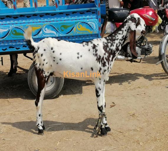 Goat For Sale