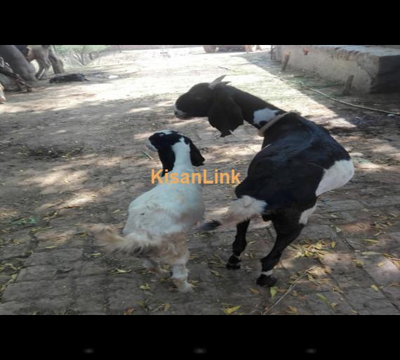 Goat For Sale