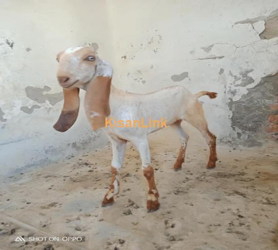 Goat For Sale