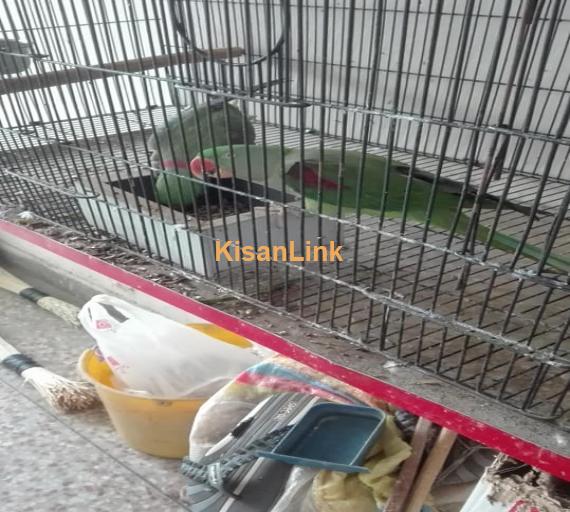 Parrot For Sale