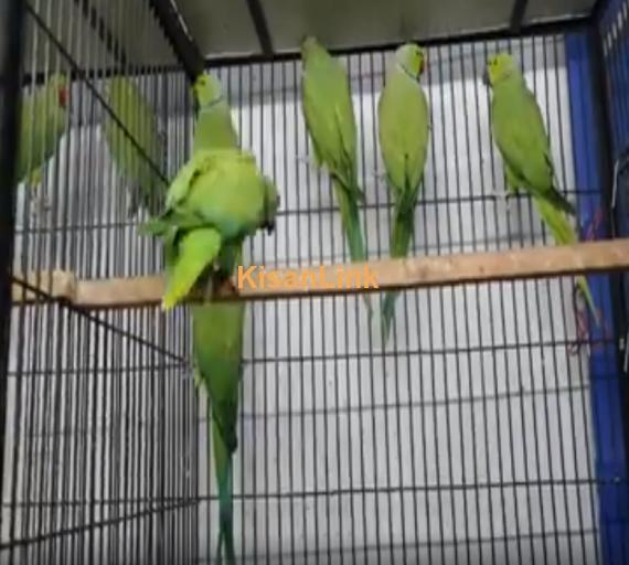 Parrot For Sale