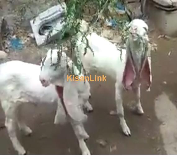 Goat For Sale