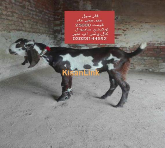 Goat For Sale