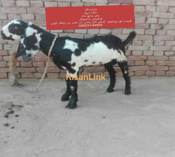 Goat For Sale
