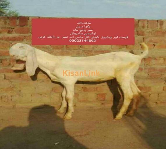 Goat For Sale