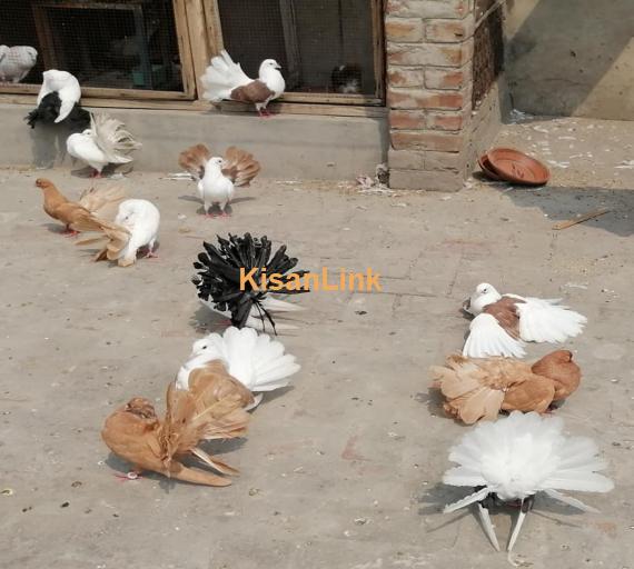 Pigeon For Sale