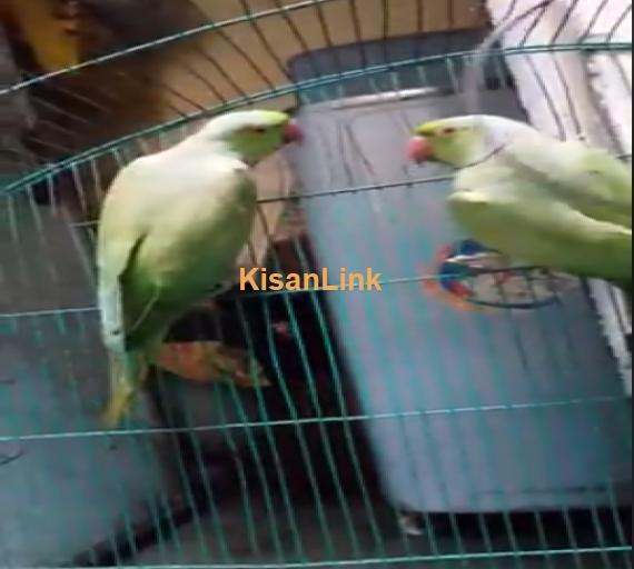 Parrot For Sale