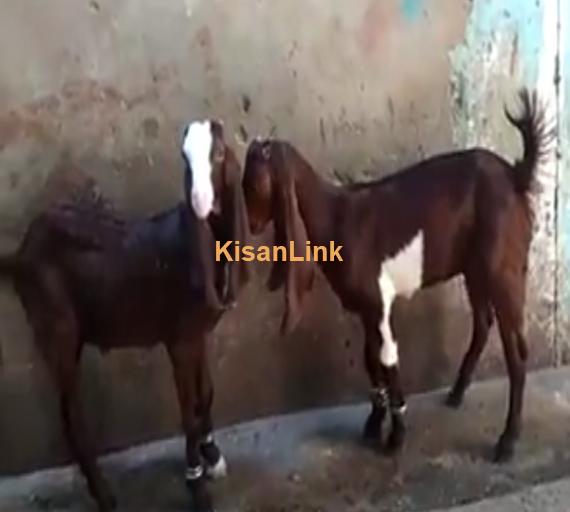 Goat For Sale