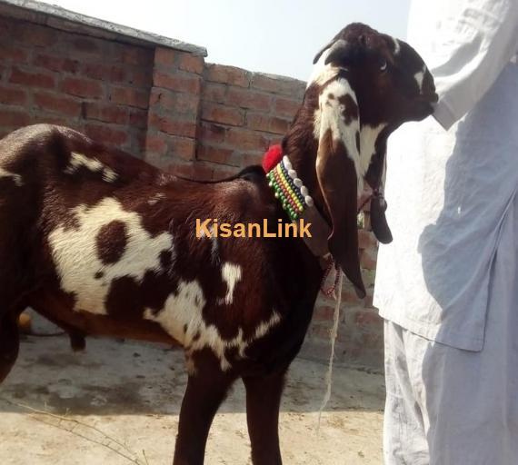 Goat For Sale