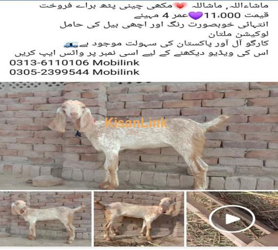 Goat For Sale