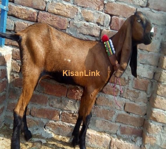 Goat For Sale