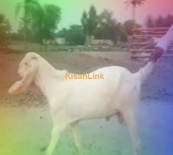 Goat For Sale