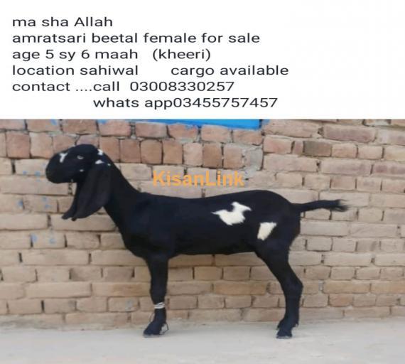 Goat For Sale