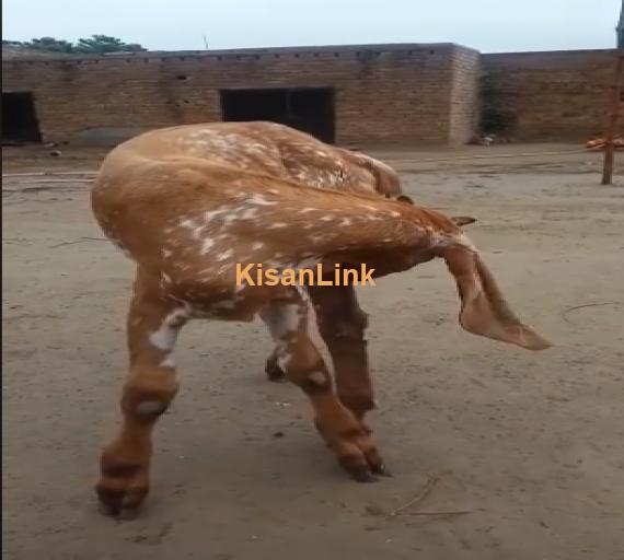 Goat For Sale