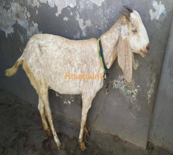 Goat For Sale