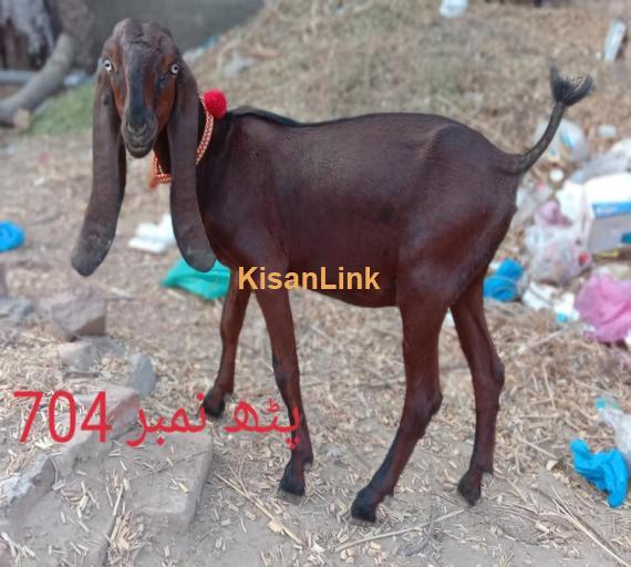 Goat For Sale