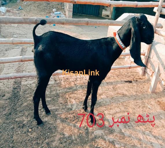 Goat For Sale