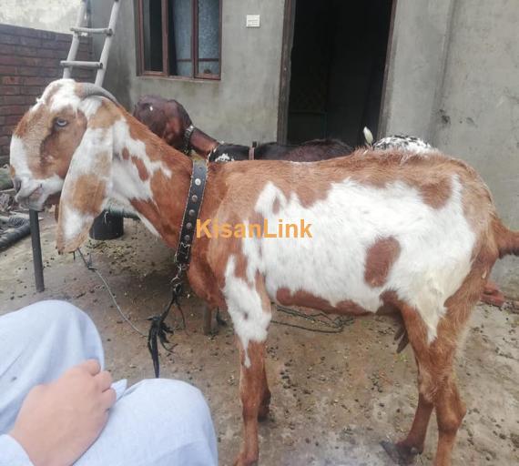 Goat For Sale