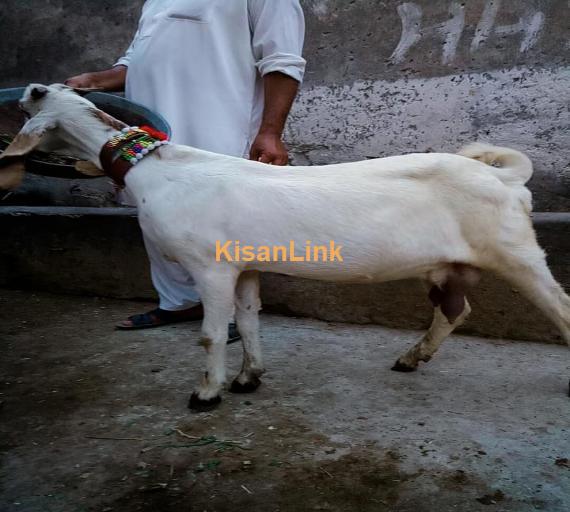 Goat For Sale