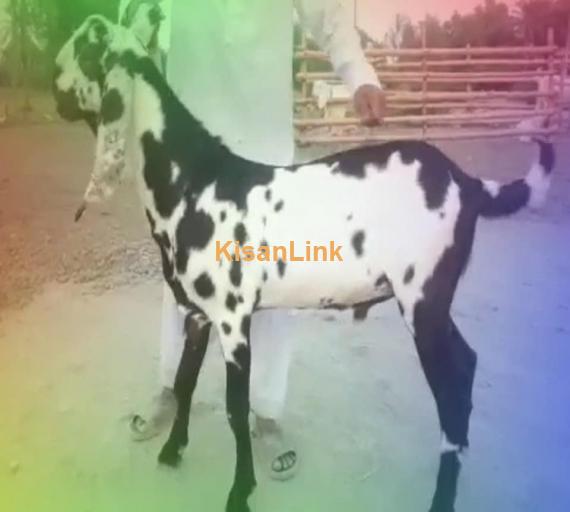 Goat For Sale