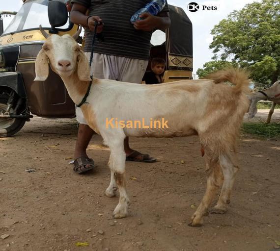 Goat For Sale