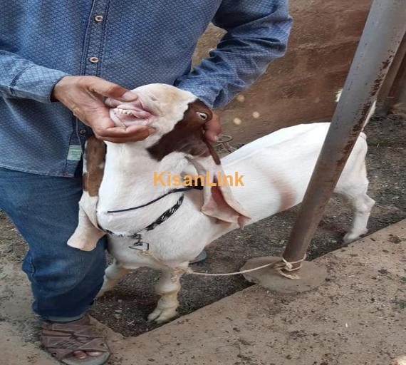 Goat For Sale